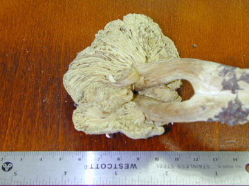 Picture of Tricholoma flavovirens