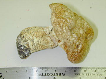 Picture of Tricholoma magnivelare