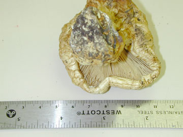 Picture of Tricholoma magnivelare