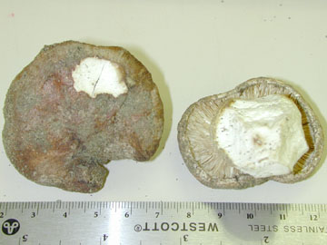 Picture of Tricholoma alborunneum