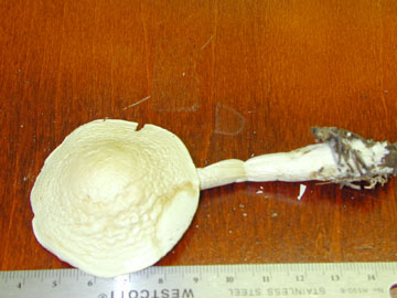 Picture of Tricholoma lascivum