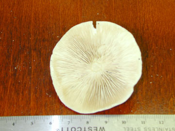Picture of Tricholoma lascivum