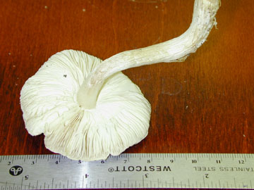 Picture of Tricholoma virgatum