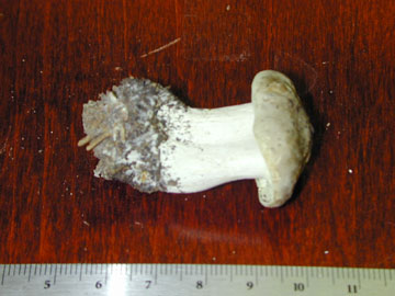 picture of Tricholoma saponaceum