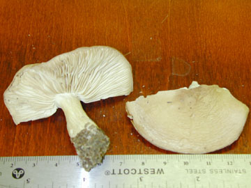 Picture of Tricholoma saponaceum