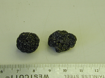 Picture of Tuber aestuvum