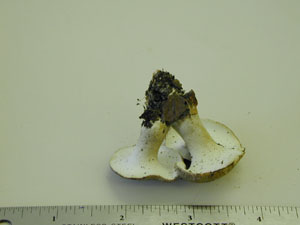 Picture of Tylopilus alboater