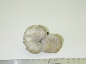 Picture of Tylopilus alboater