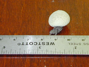 Picture of Tylostoma granulosum