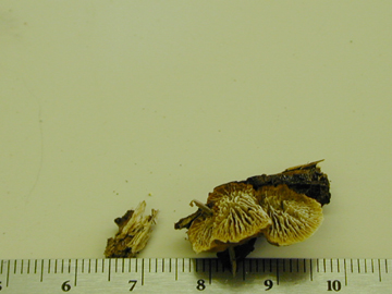 Picture of Tyromyces chioneus