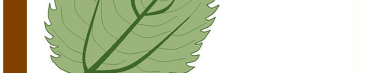 Leaf image 6