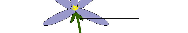 Plant image 2