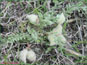 La plante en vie d'Astragalus purshii