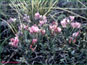 La plante en vie d'Astragalus spatulatus