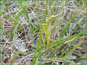 La plante en vie de Botrychium lunaria