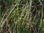 Carex pauciflora en vie dans son habitat naturel