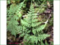 Cystopteris montana dans les bois humides