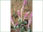 La plante en vie de Dalea villosa var. villosa avec les fleurs