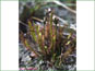 La plante de Drosera linearis dans son habitat naturel