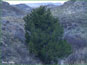 Juniperus scopulorum dans son habitat naturel