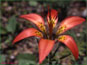 La fleur de Lilium philadelphicum var. philadelphicum en vie