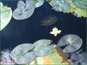 Nymphaea leibergii dans un petit étang
