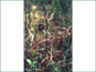 Pedicularis macrodonta dans son habitat naturel