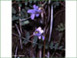 Pinguicula villosa dans une marécage de sphagnum