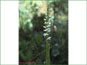 La plante de Platanthera dilatata var. dilatata en vie dans les bois humides