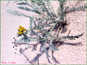 Tanacetum bipinnatum ssp. huronense en vie dans l'habitat de dune