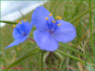 Violet-fleuri Tradescantia occidentalis dans la prairie sableuse