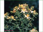 La plante de Triadenum fraseri en vie dans l'habitat marécageux