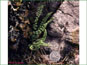 La plante en vie de Woodsia glabella sur les rochers