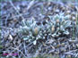 La vue aérienne d'Antennaria dimorpha en vie