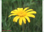 Arnica sororia fleurs en vie
