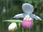 La fleur grande, blanche et rose de Cypripedium reginae