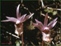 Les fleurs en vie de Calypso bulbosa var. americana