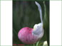 La vue latérale de fleur de Cypripedium reginae