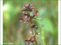 Les fleurs violettes de Pedicularis macrodonta dans son habitat naturel