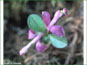 La plante de Polygala paucifolia avec les fleurs roses brillants
