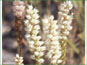 Les épis de Polygonum viviparum avec les fleurs blanches