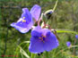Le cymes avec les fleurs violettes de Tradescantia occidentalis