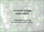 Aucune image disponible pour Calystegia sepium ssp. angulata