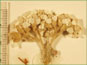 La tête de fleurs d'Achillea millefolium