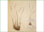 Le spécimen d'herbier dAgrostis mertensii