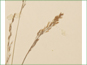 Panicles of Agrostis mertensii