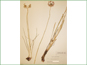 Le spécimen d'herbier d'Allium cernuum3