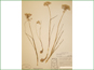 Le spécimen d'herbier d'Allium geyeri3
