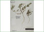 Le spécimen d'herbier d'Ambrosia acanthicarpa