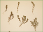 Herbarium specimen of Anagallis minima